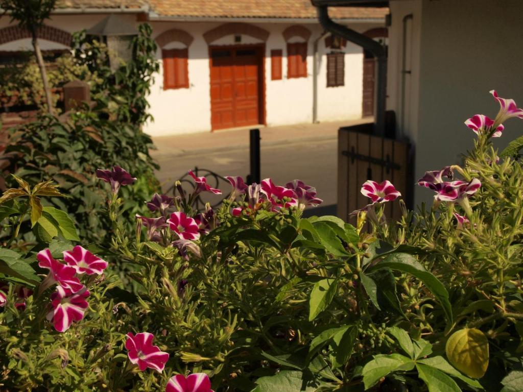 Vitenyi Pince Vendeghaz Villány Exterior photo